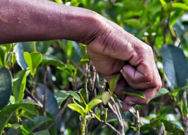 Cueillette de feuilles de thé plantation en Sri Lanka — Photo