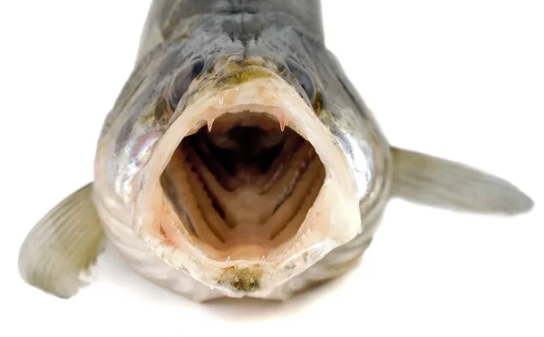 Fisch mit offenem Maul — Stockfoto