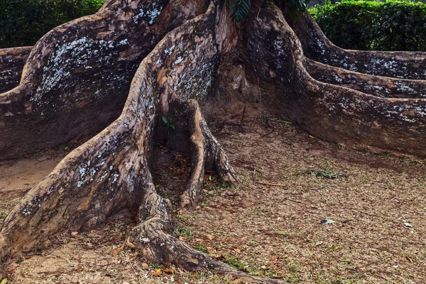 Raiz de árvore grande — Fotografia de Stock