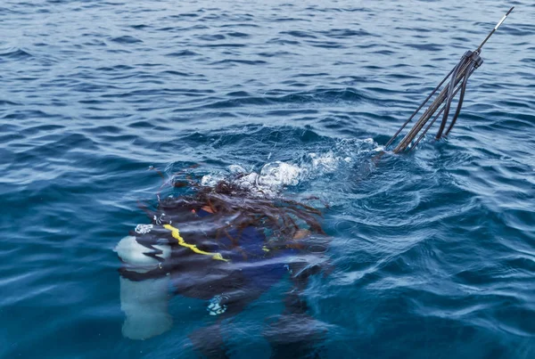 The scuba diver underwater. Blue nice sea — Stock Photo, Image