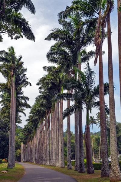 Grandes palmeras eco turismo — Foto de Stock