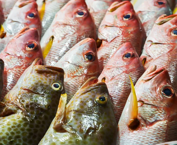 Mariscos sobre hielo en el mercado de pescado — Foto de Stock