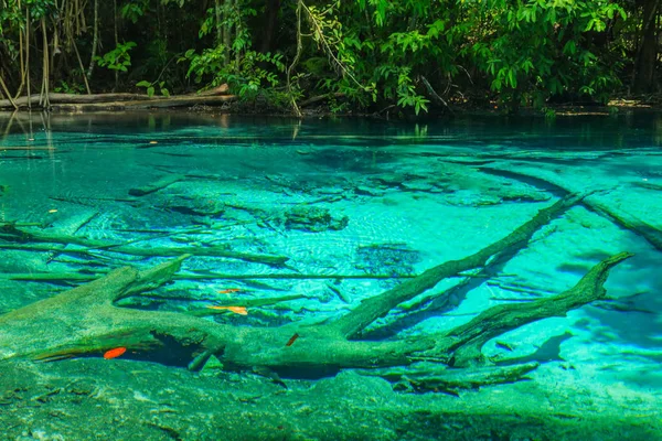 Smaragd, modrý bazén. Thajsko Krabi — Stock fotografie