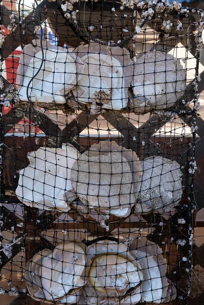 Fehér gyöngyház shell termesztési időszak — Stock Fotó
