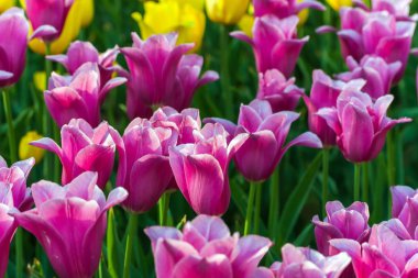 Şehir parkında laleler Keukenhof