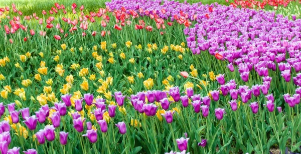 Flores de tulipán campo rojo y amarillo y cielo azul paisaje Hollan — Foto de Stock