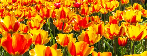 Fiori di tulipano campo rosso e giallo e cielo blu paesaggio Hollan — Foto Stock