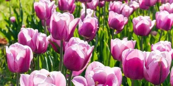 Pola czerwone i żółte kwiaty tulipanów i błękitne niebo krajobraz jego — Zdjęcie stockowe
