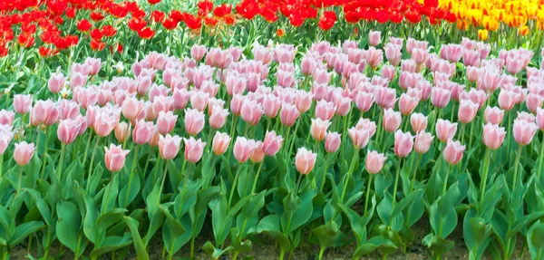 Tulips in a city park Keukenhof — Stock Photo, Image