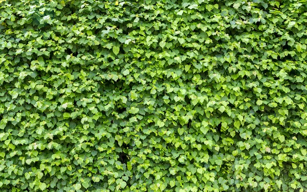 Cerca verde feita de folhas. Natureza fundo — Fotografia de Stock