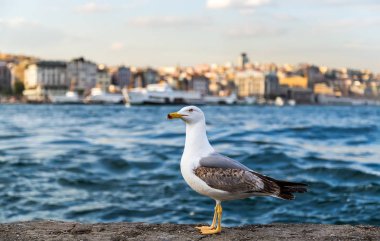 Antik ile martı ayakta taş Cityscape altın boynuz 