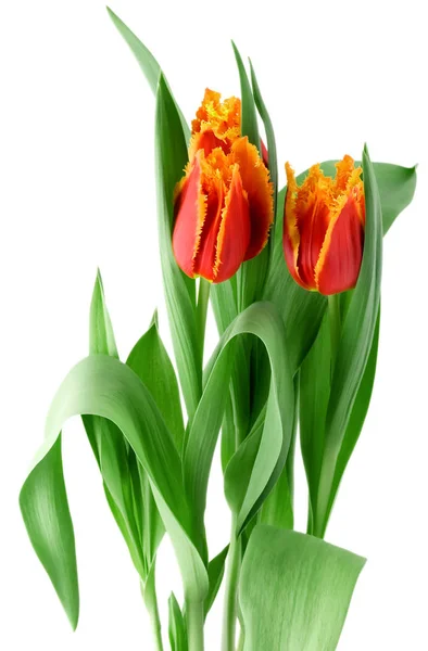 Букет барвисті тюльпани весняні квіти — стокове фото