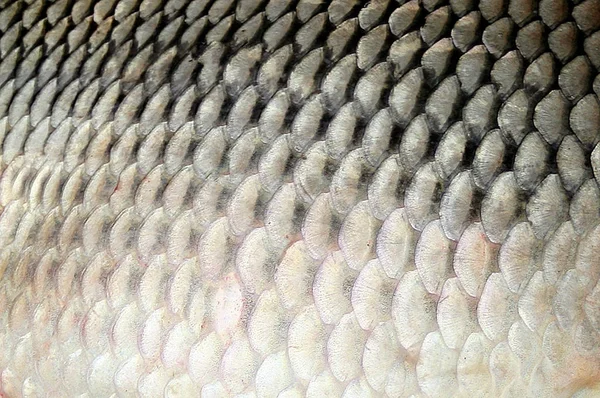 Pattern of fish scales big carp — Stock Photo, Image