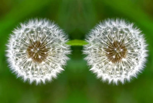 Two dandelion close-up on green grass background — Stock Photo, Image