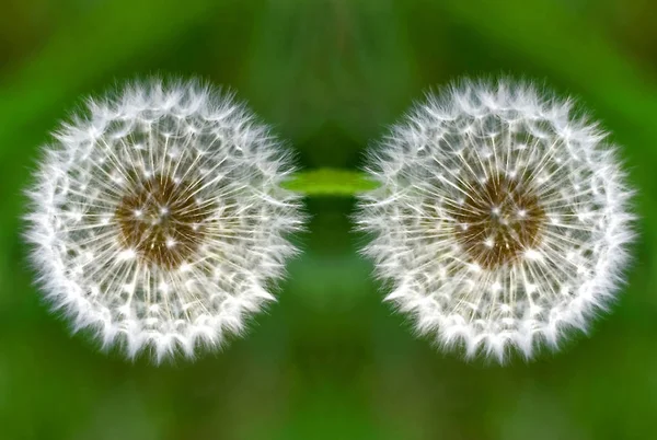 Zwei Löwenzahn Nahaufnahme auf grünem Gras Hintergrund — Stockfoto