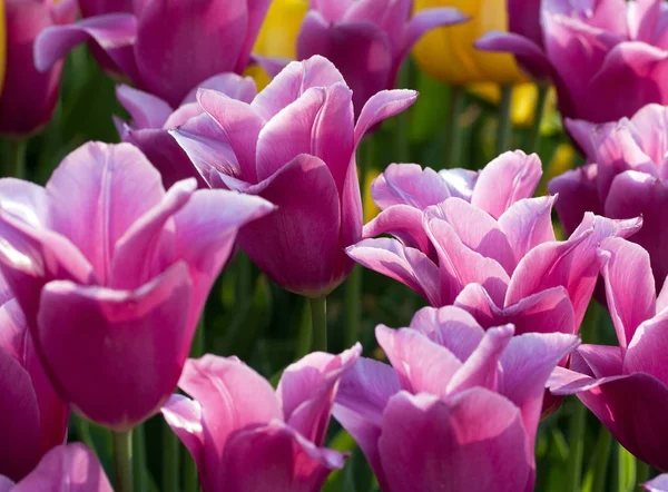 Bloemen bloeien tulpen veld achtergrond — Stockfoto