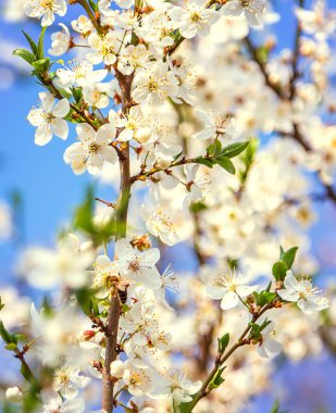 Mavi gökyüzü, beyaz kiraz çiçekleri uçan arı bal - ab bahar