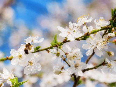 Mavi gökyüzü, beyaz kiraz çiçekleri uçan arı bal - ab bahar