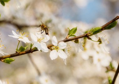 Çiçek açan çiçekler üzerinde uçan bahar Cherry Blossom bal arısı.