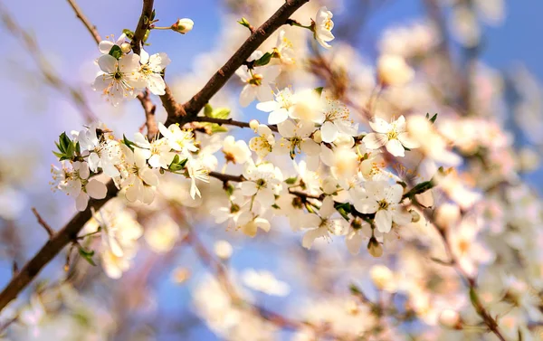 Spring Cherry Blossom Honey bee flying on blooming flowers. — Stock Photo, Image