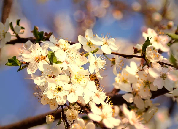 Sakura flor o flor de cerezo con miel de abeja volando . — Foto de Stock