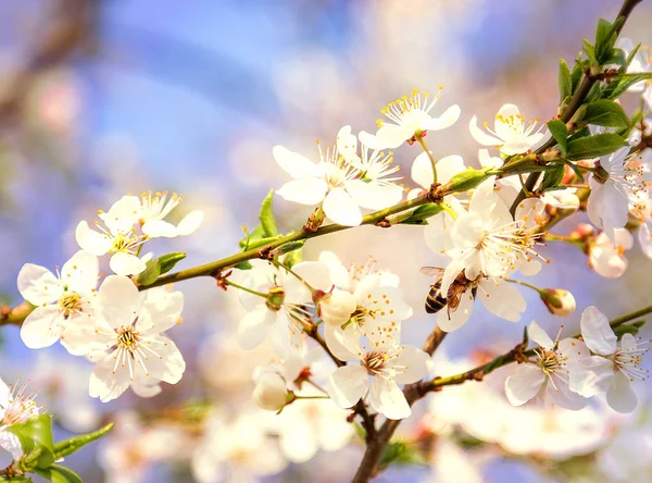 青い空に白い桜の花が飛んでいる蜂の蜂蜜 - 春の ab — ストック写真