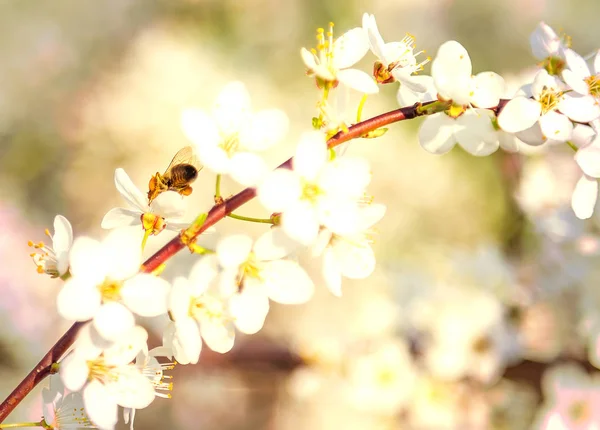Honigbiene fliegt im Frühling mit sanftem Fokus auf Kirschblüte — Stockfoto