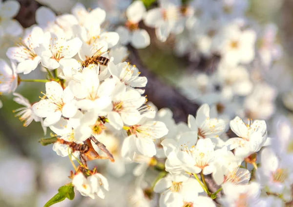 春桜の花の蜂蜜蜂が飛んで花が咲く. — ストック写真