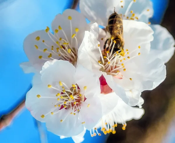 Honey bee flying on Cherry Blossom in spring with Soft focus, Sa — Stock Photo, Image
