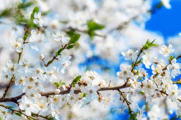 Honey bee flying on Cherry Blossom in spring with Soft focus, Sa — Stock Photo, Image