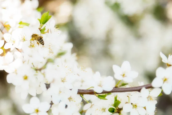 Frühling Kirschblüte Honigbiene fliegt auf blühenden Blumen. — Stockfoto