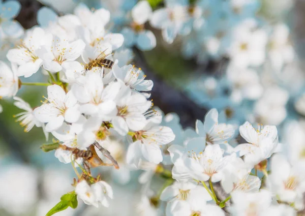 Sakura-Blume oder Kirschblüte mit fliegender Honigbiene. — Stockfoto