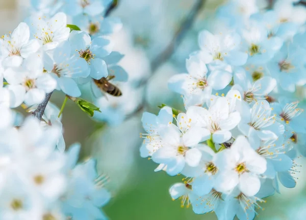 सॉफ्ट फोकस के साथ वसंत में चेरी फूल पर शहद मधुमक्खी, साकुरा से — स्टॉक फ़ोटो, इमेज