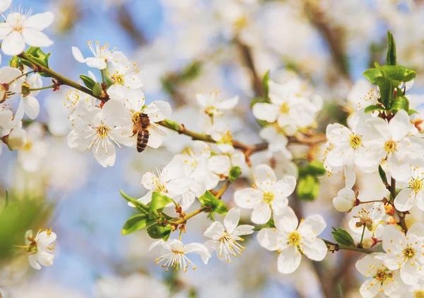 ソフト フォーカス、さくら se と春の桜の蜂蜜の蜂 — ストック写真