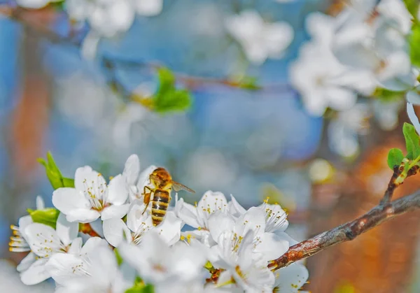 Honigbiene auf Kirschblüte im Frühling mit weichem Fokus, sakura se — Stockfoto