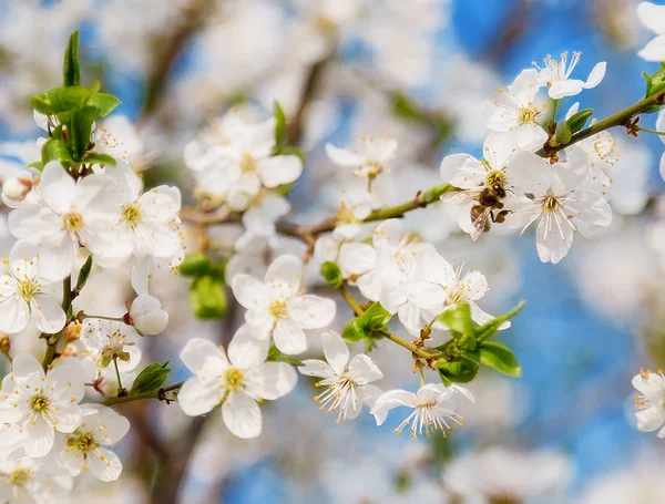 Honigbiene fliegt im Frühling mit sanftem Fokus auf Kirschblüte — Stockfoto