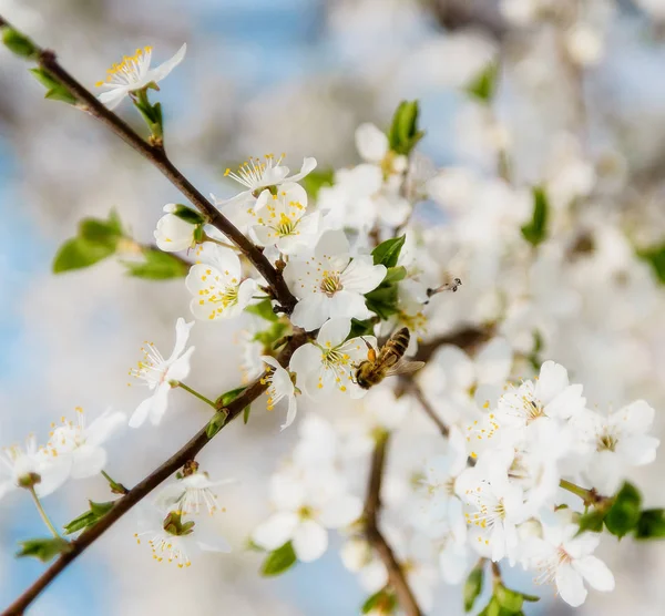Weiße Kirschblüten am blauen Himmel, Honigbienen fliegen - Frühling ab — Stockfoto