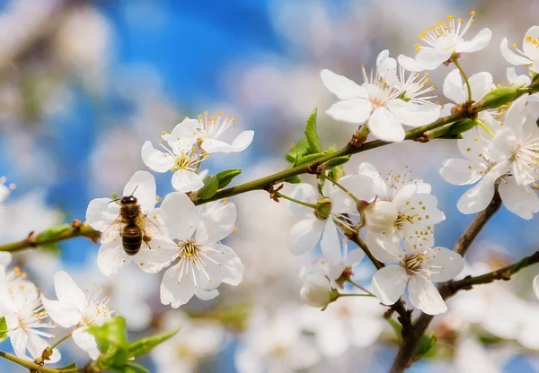 Sakura-Blume oder Kirschblüte mit fliegender Honigbiene. — Stockfoto