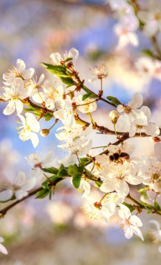 Çiçek açan çiçekler üzerinde uçan bahar Cherry Blossom bal arısı.