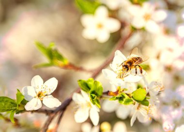 Arı beyaz kiraz çiçekleri çiçek çiçek açan meyve ağaç sahne bahar soyut doğa şube