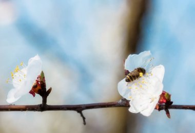 Bahar yumuşak odak, Sakura Sezon - bahar soyut sahneleri ile Cherry Blossom üzerinde uçan bal arısı.