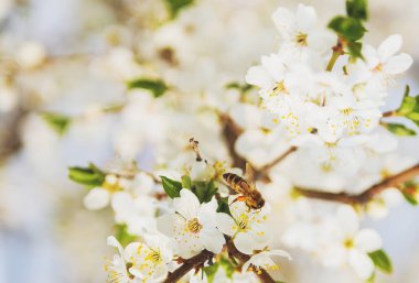 Uçan Sakura çiçek ya da kiraz çiçeği ile bal arı.