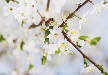 Kiraz çiçekleri bir mavi gökyüzü, beyaz çiçek açan çiçekler için uçan bal arısı