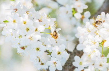Uçan Sakura çiçek ya da kiraz çiçeği ile bal arı.