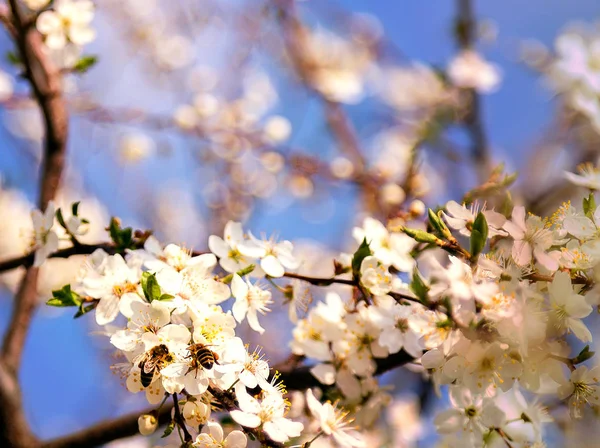 Cherry Blossoms Blue Sky Honey Bee Flying White Blooming Flowers — Stock Photo, Image