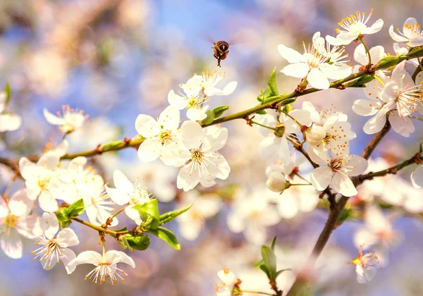 Cherry Blossoms Blue Sky Honey Bee Flying White Blooming Flowers — Stock Photo, Image