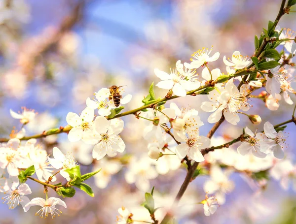 Bee White Cherry Blossoms Flowers Branch Spring Abstract Nature Scene — Stock Photo, Image