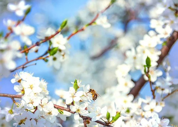 Honey Bee Flying White Blooming Flowers Cherry Blossoms Spring Abstract — Stock Photo, Image