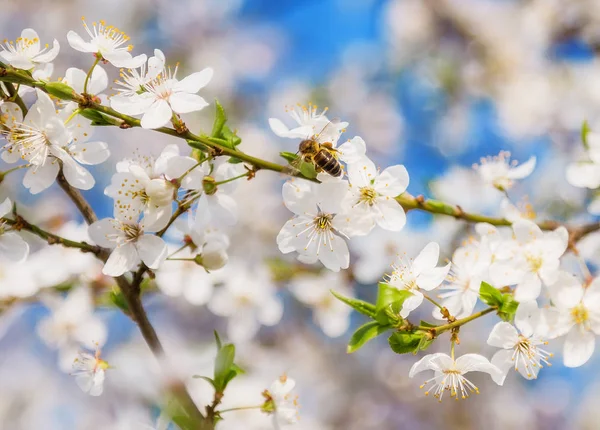 Spring Cherry Blossom Honey Bee Flying Blooming Flowers — Stock Photo, Image