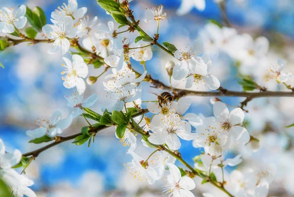 White Cherry Flowers Blue Sky Honey Bee Flying Spring Abstract — Stock Photo, Image